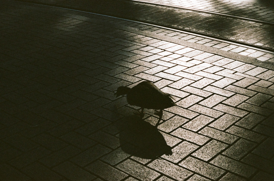 Frame 16