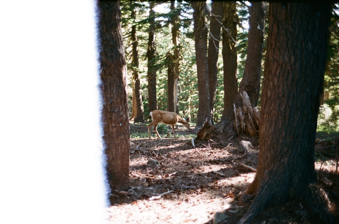 Frame 1