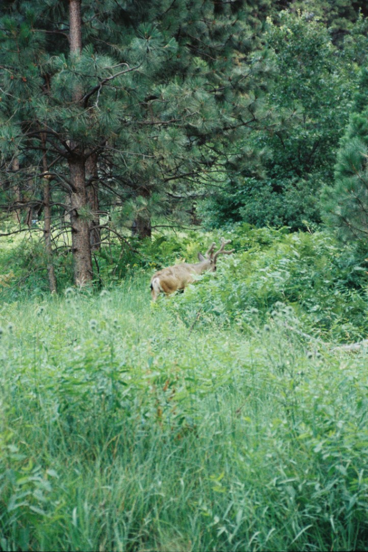 Frame 1