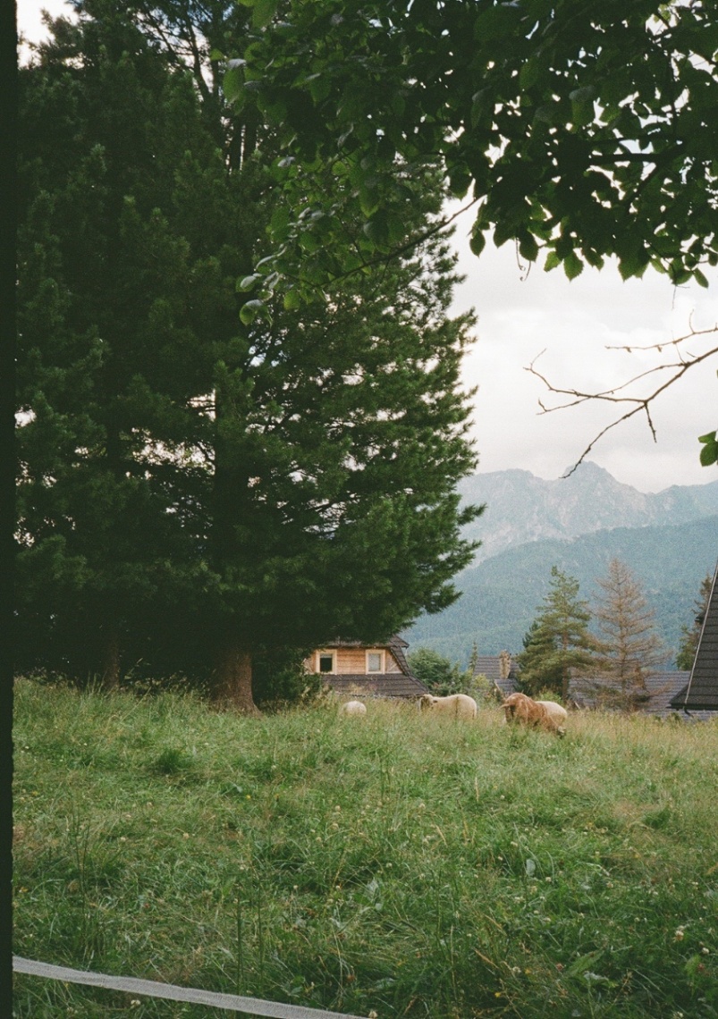 Frame 21