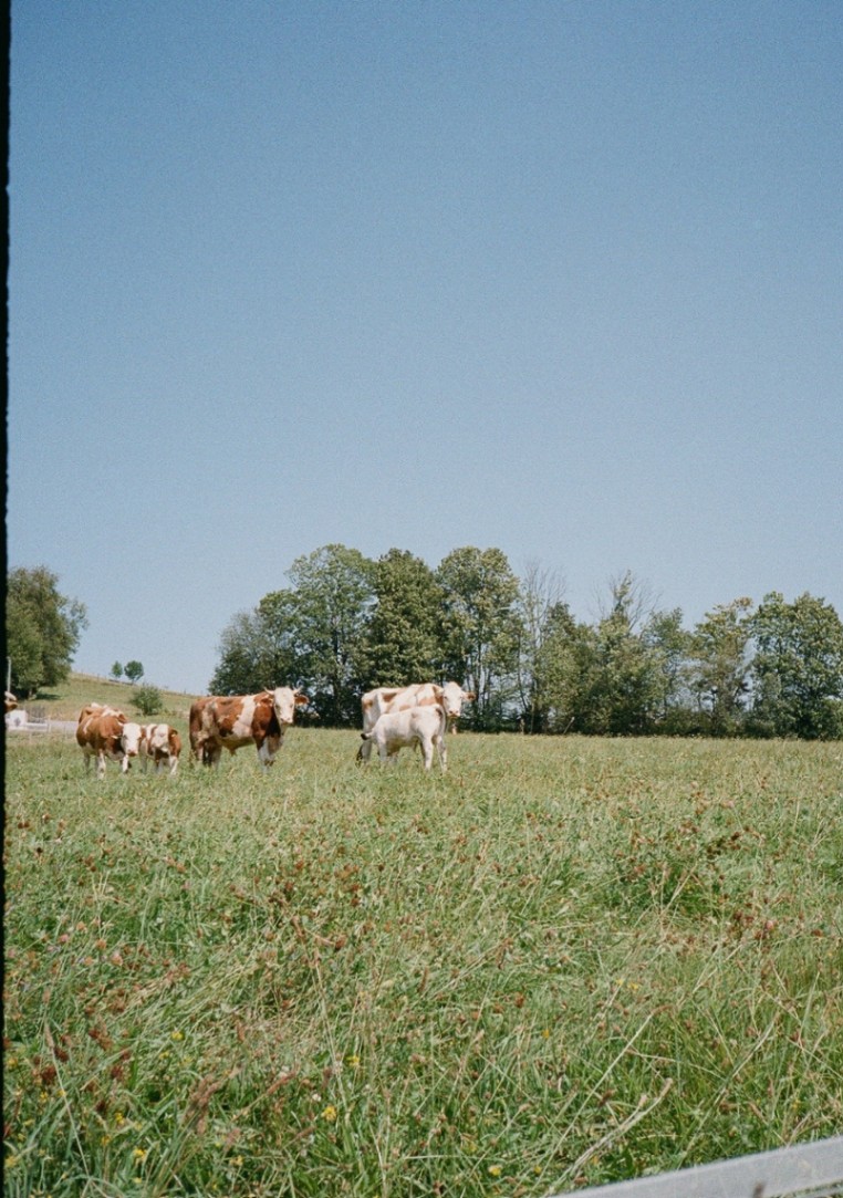 Frame 43