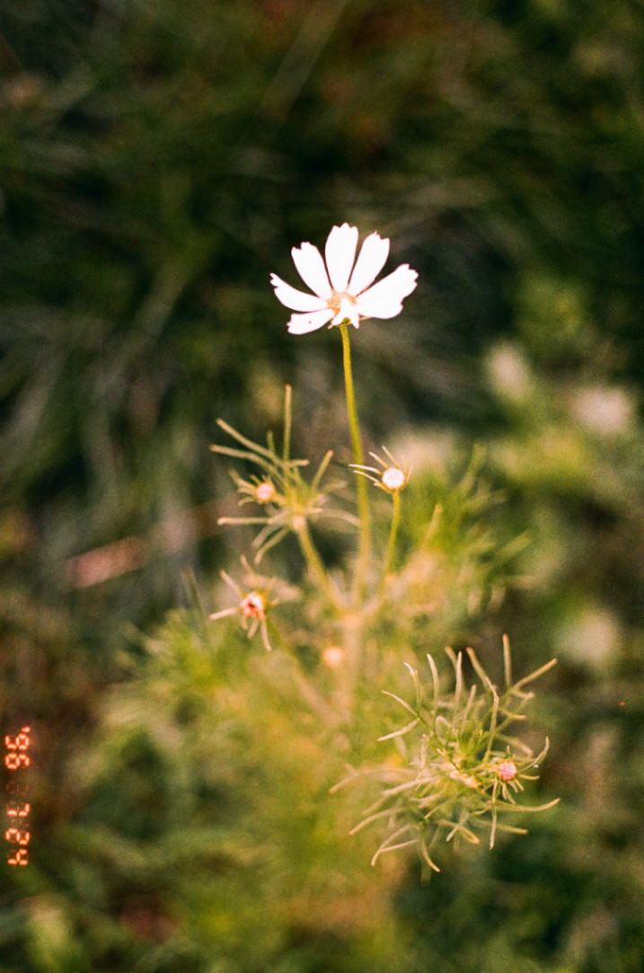 Frame 18