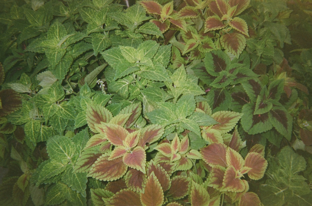 Frame 6